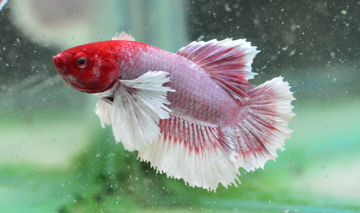 Lavender Dumbo HMPK Male
