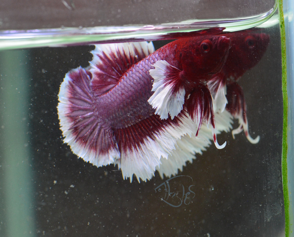 Lavender Dumbo HMPK Male