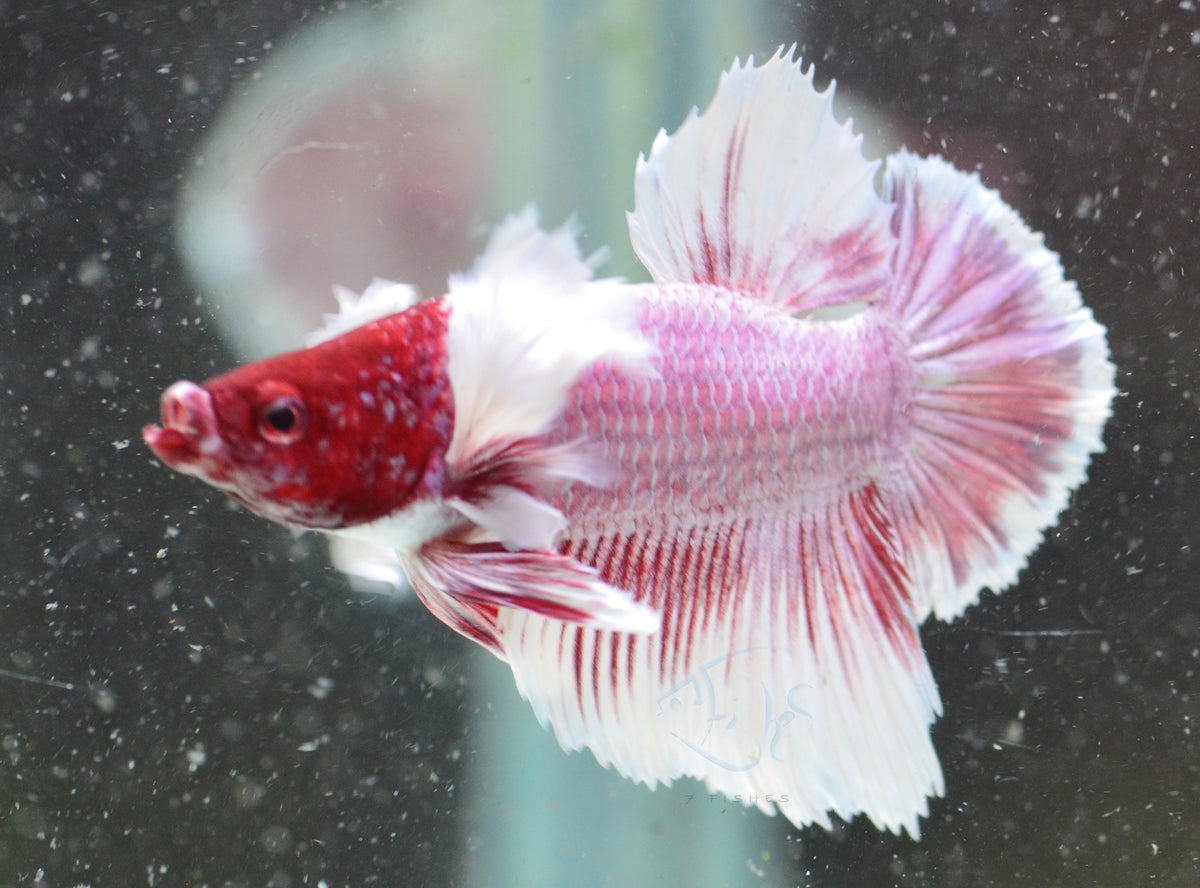Lavender Dumbo HMPK Male