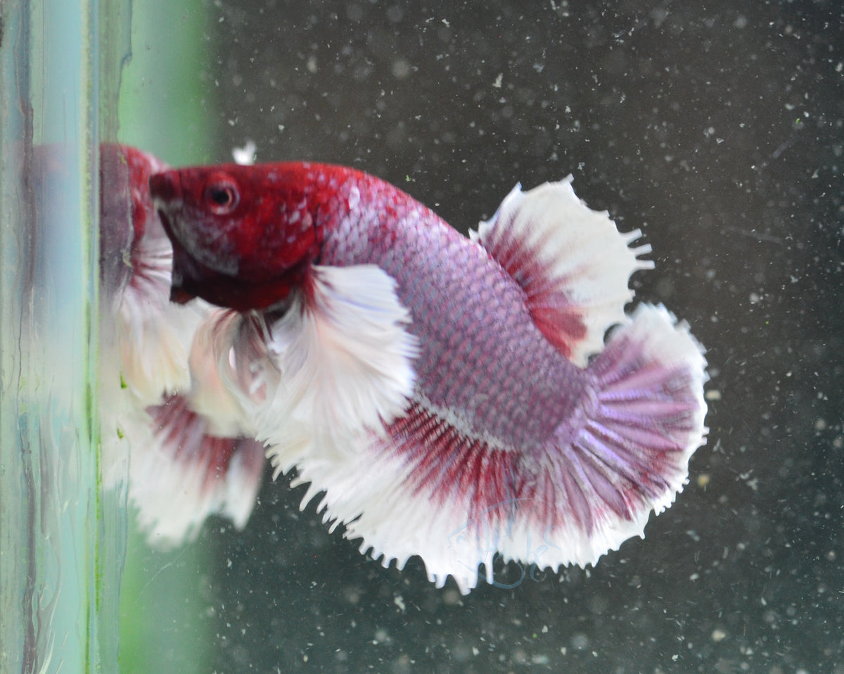 Lavender Dumbo HMPK Male