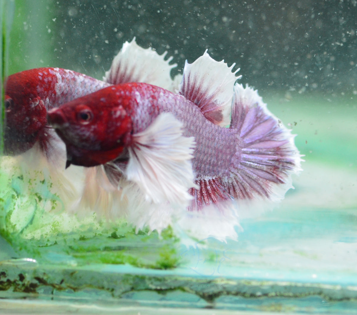 Lavender Dumbo HMPK Male