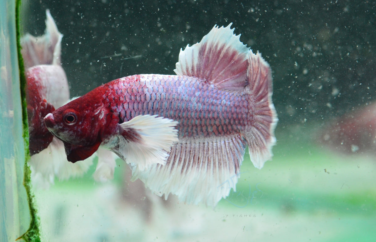 Lavender Dumbo HMPK Male