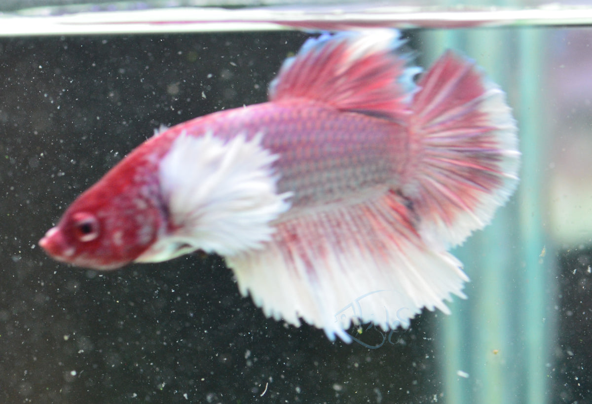 Lavender Dumbo HMPK Male