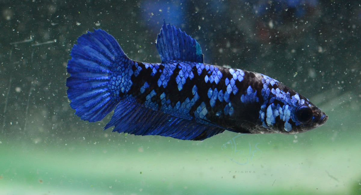 Avatar HMPK Female