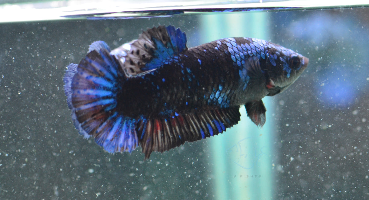 Avatar HMPK Female