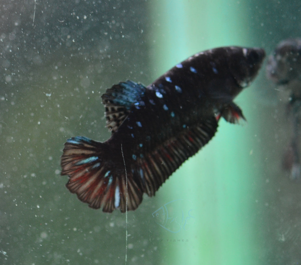 Avatar HMPK Female