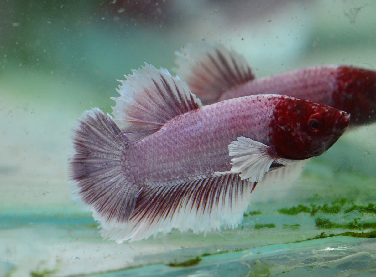 Lavender Dumbo HMPK Male