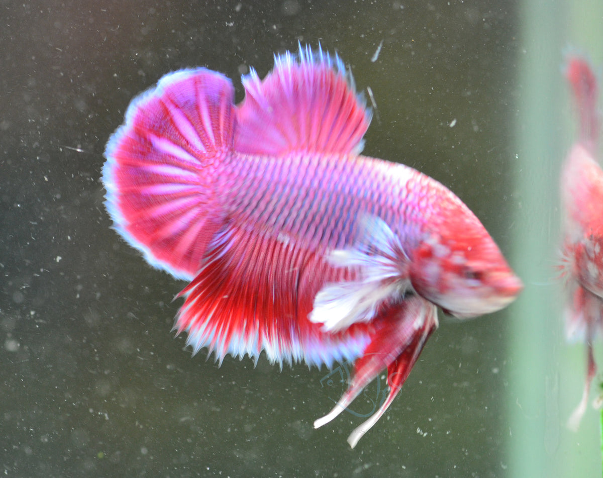 Lavender Dumbo HMPK Male