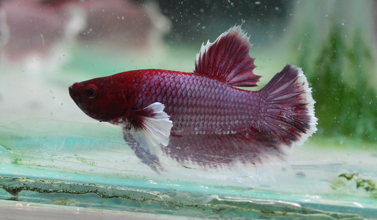 Lavender Dumbo HMPK Male