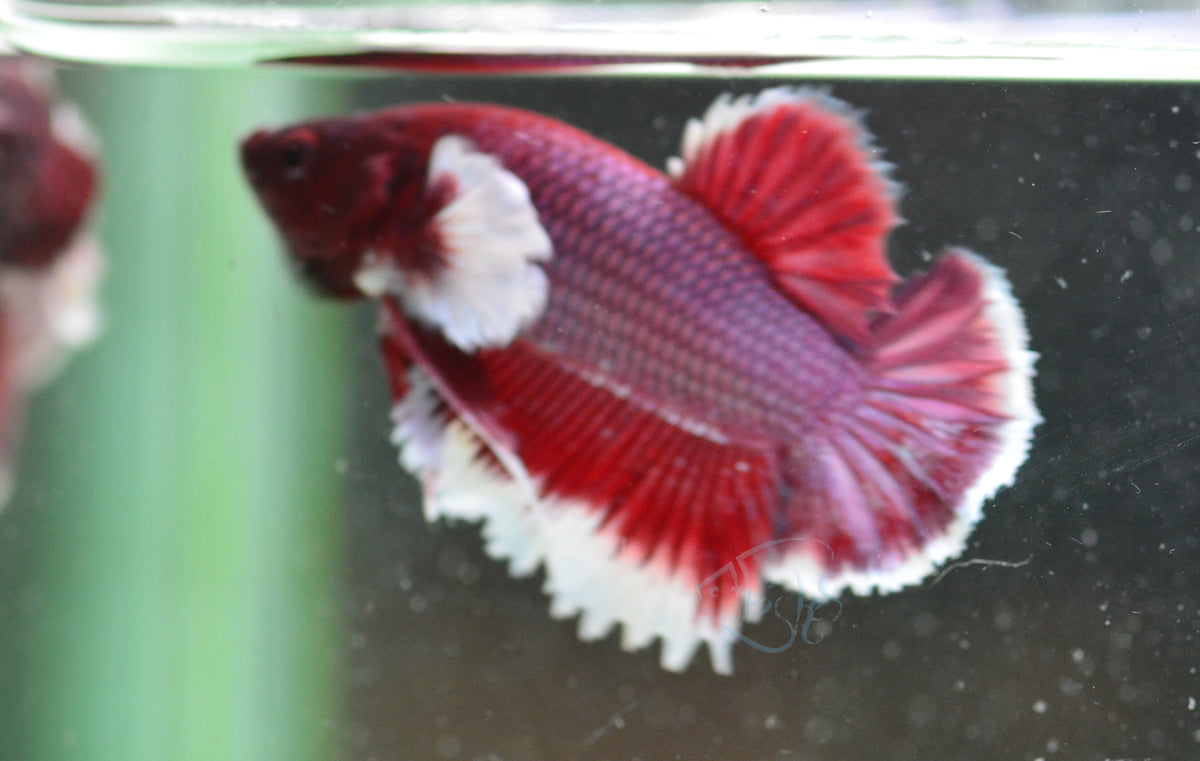 Lavender Dumbo HMPK Male