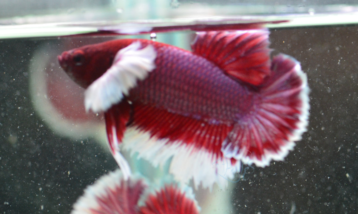 Lavender Dumbo HMPK Male