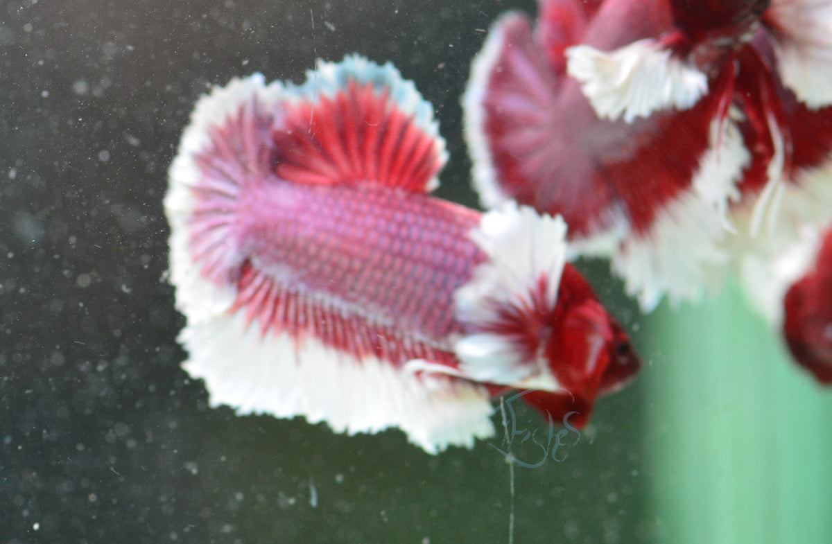 Lavender Dumbo HMPK Male