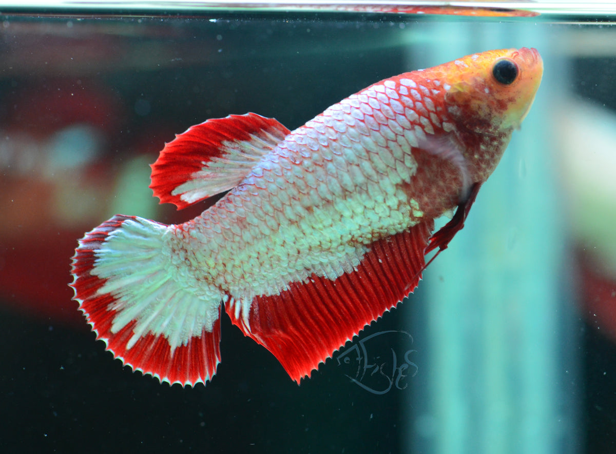 Red Fancy HMPK Female