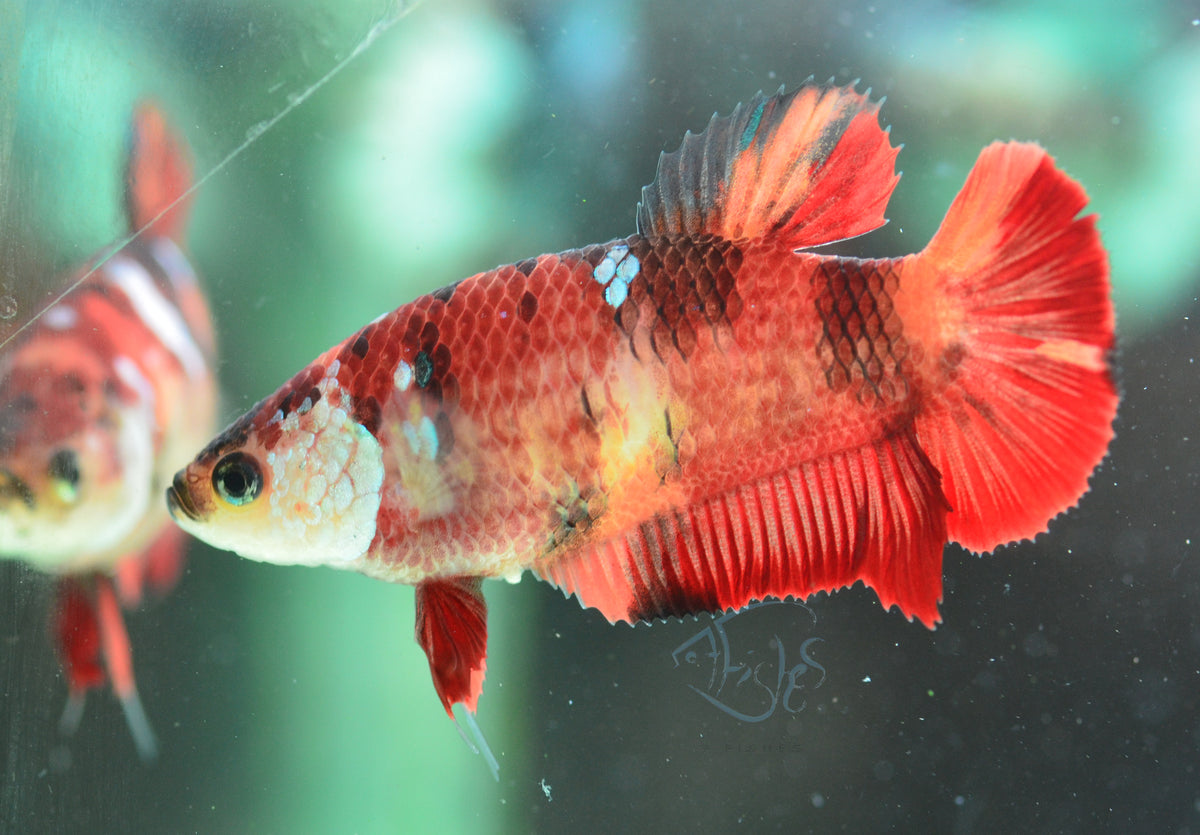 Red Koi HMPK Female