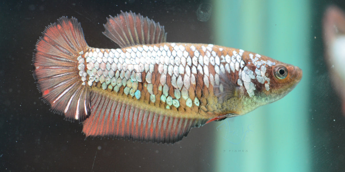 Dragon HMPK Female