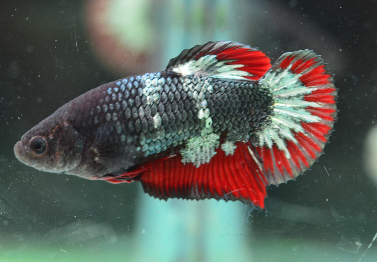 Copper Red HMPK Female
