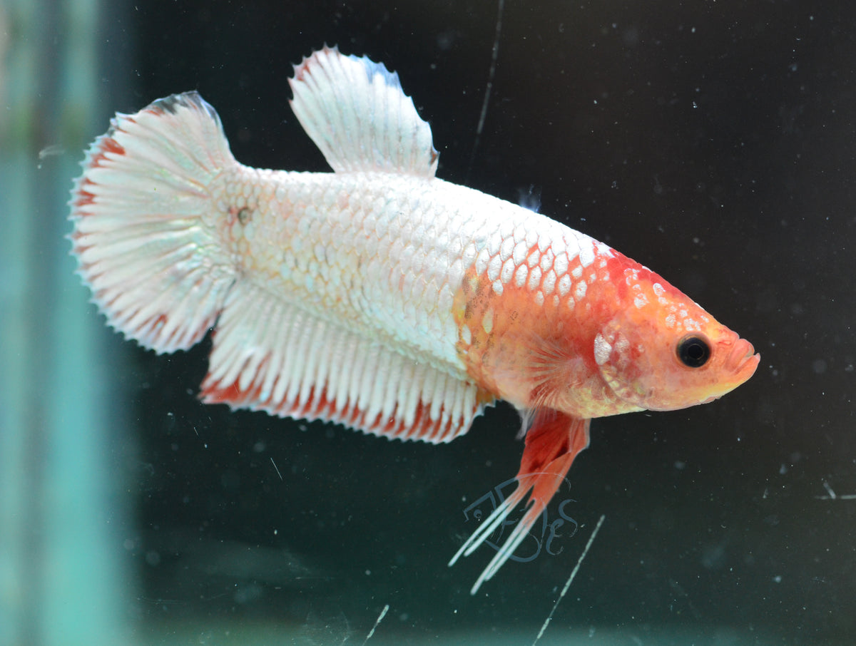 Orange Fancy HMPK Female