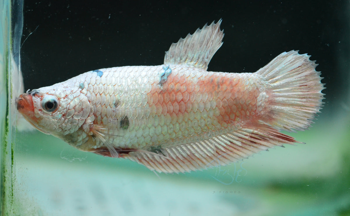 Platinum Fancy HMPK Female