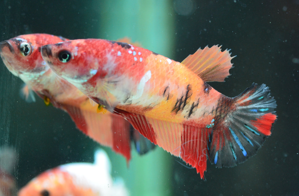 Nemo HMPK Female