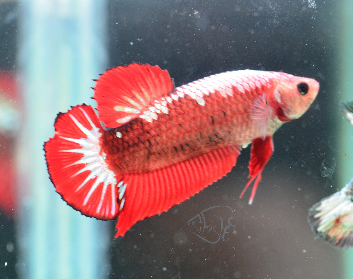 Red Fancy HMPK Female