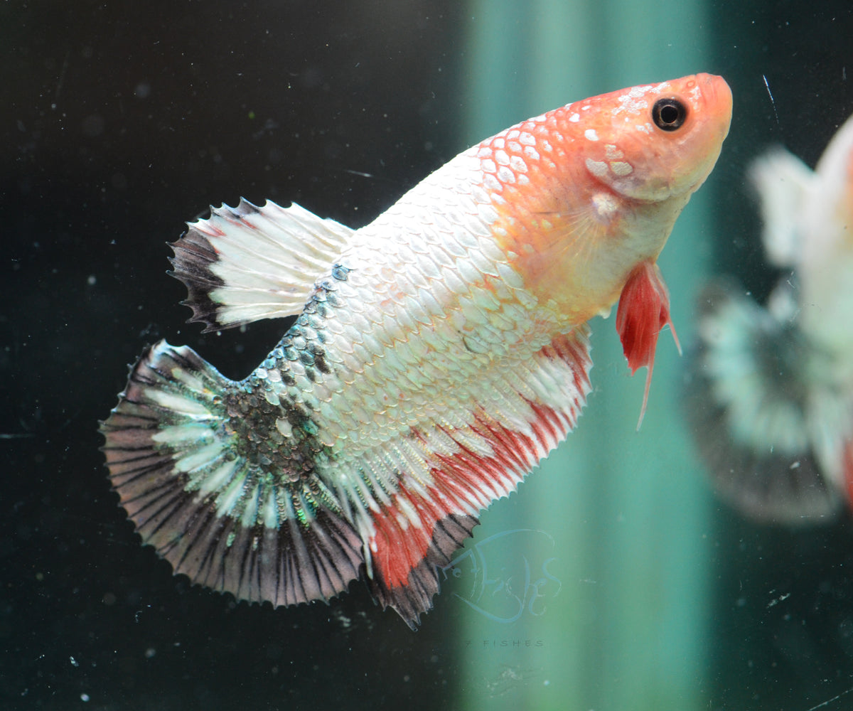 Platinum Fancy HMPK Female