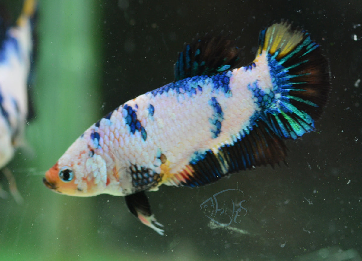 Blue Marble HMPK Female