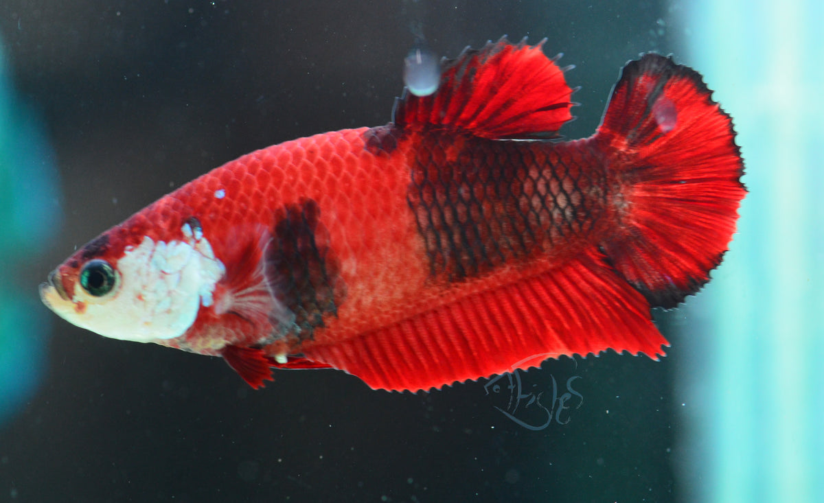 Red Koi HMPK Female