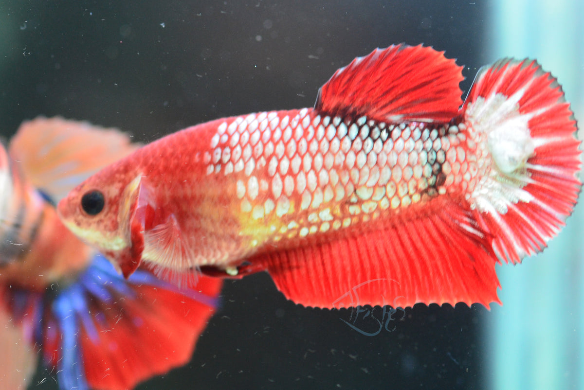 Red Fancy HMPK Female