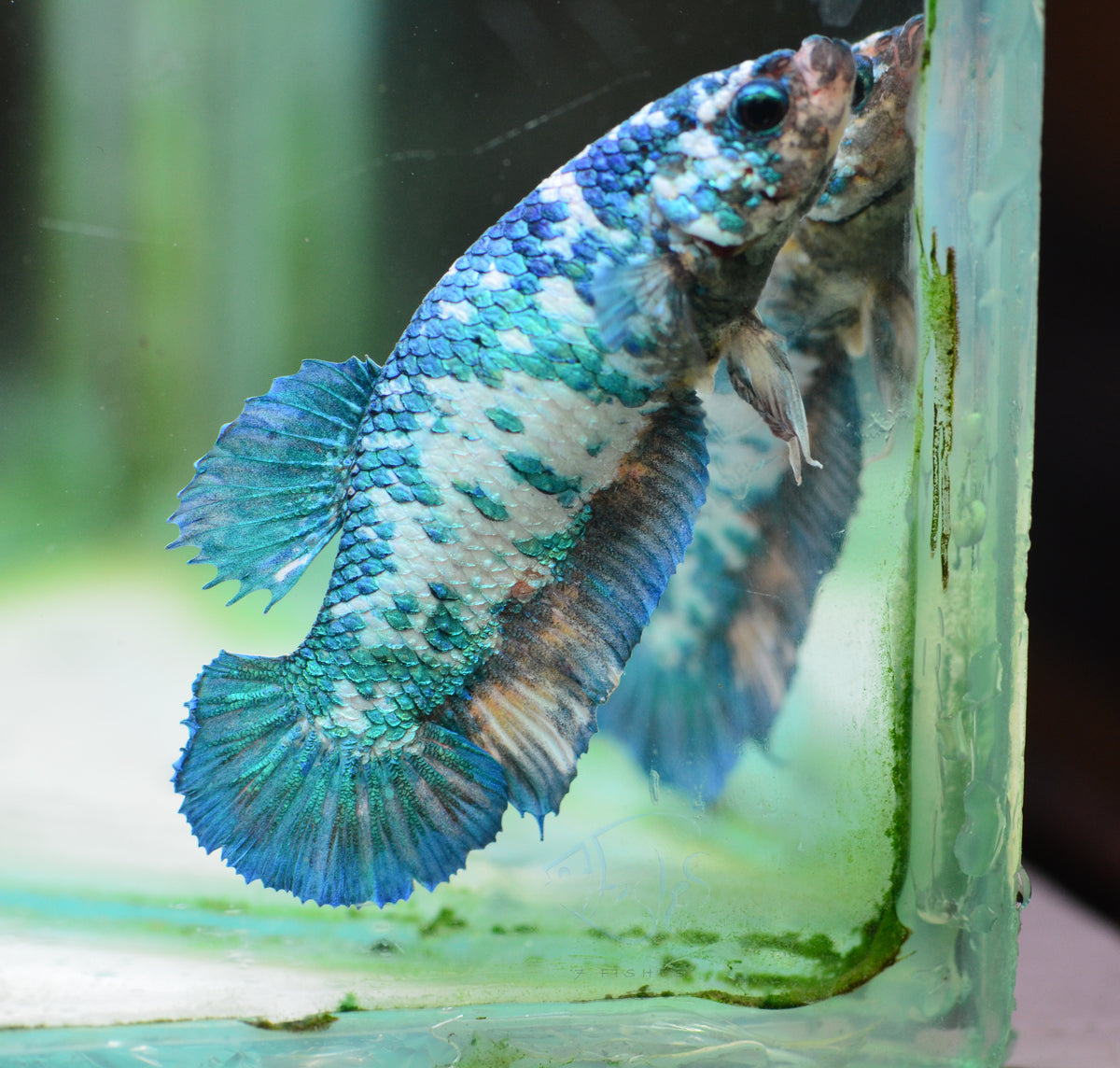 Turquoise Fancy HMPK Female