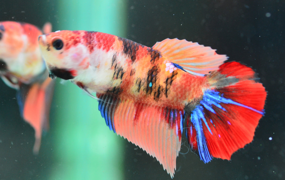 Nemo Halfmoon Female