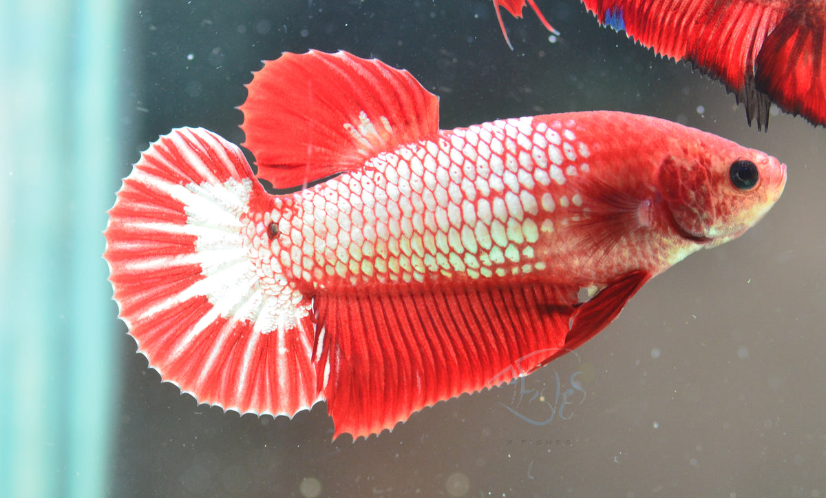 Red Fancy HMPK Female