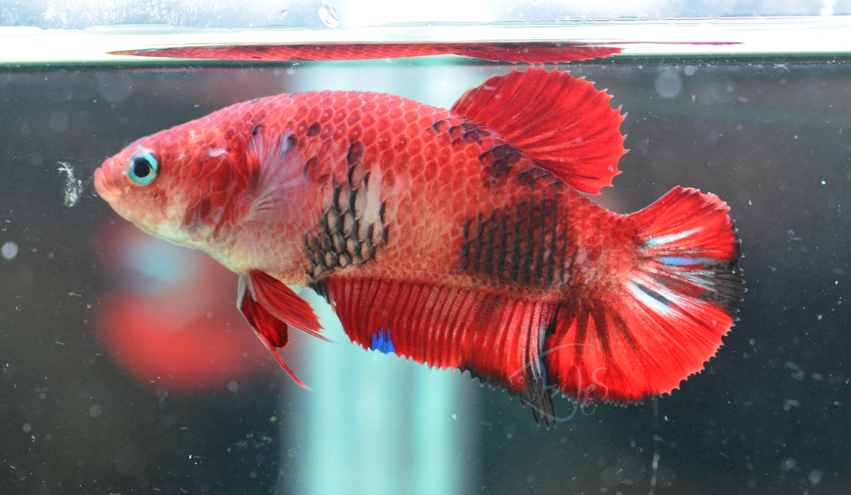 Red Koi HMPK Female