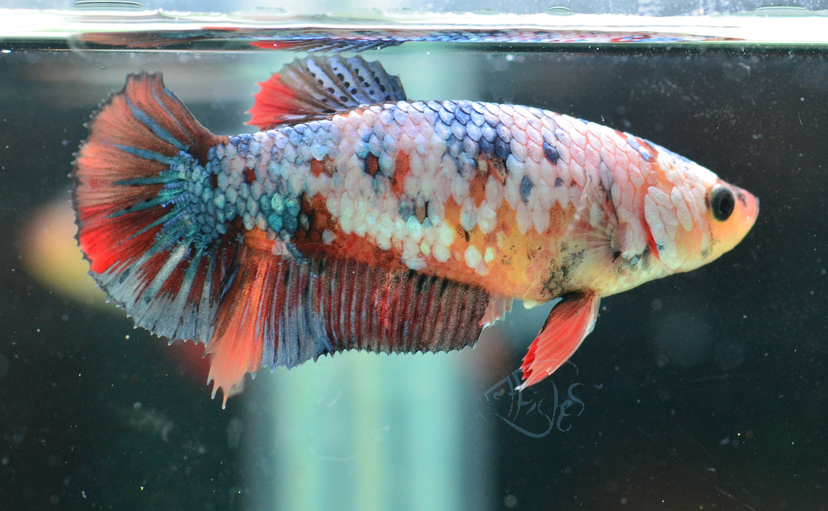 Multicolour HMPK Female