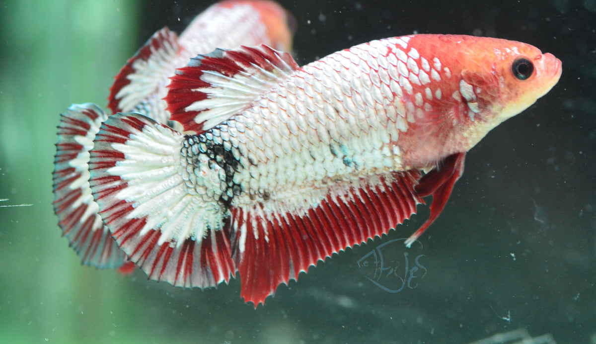 Red Fancy HMPK Female