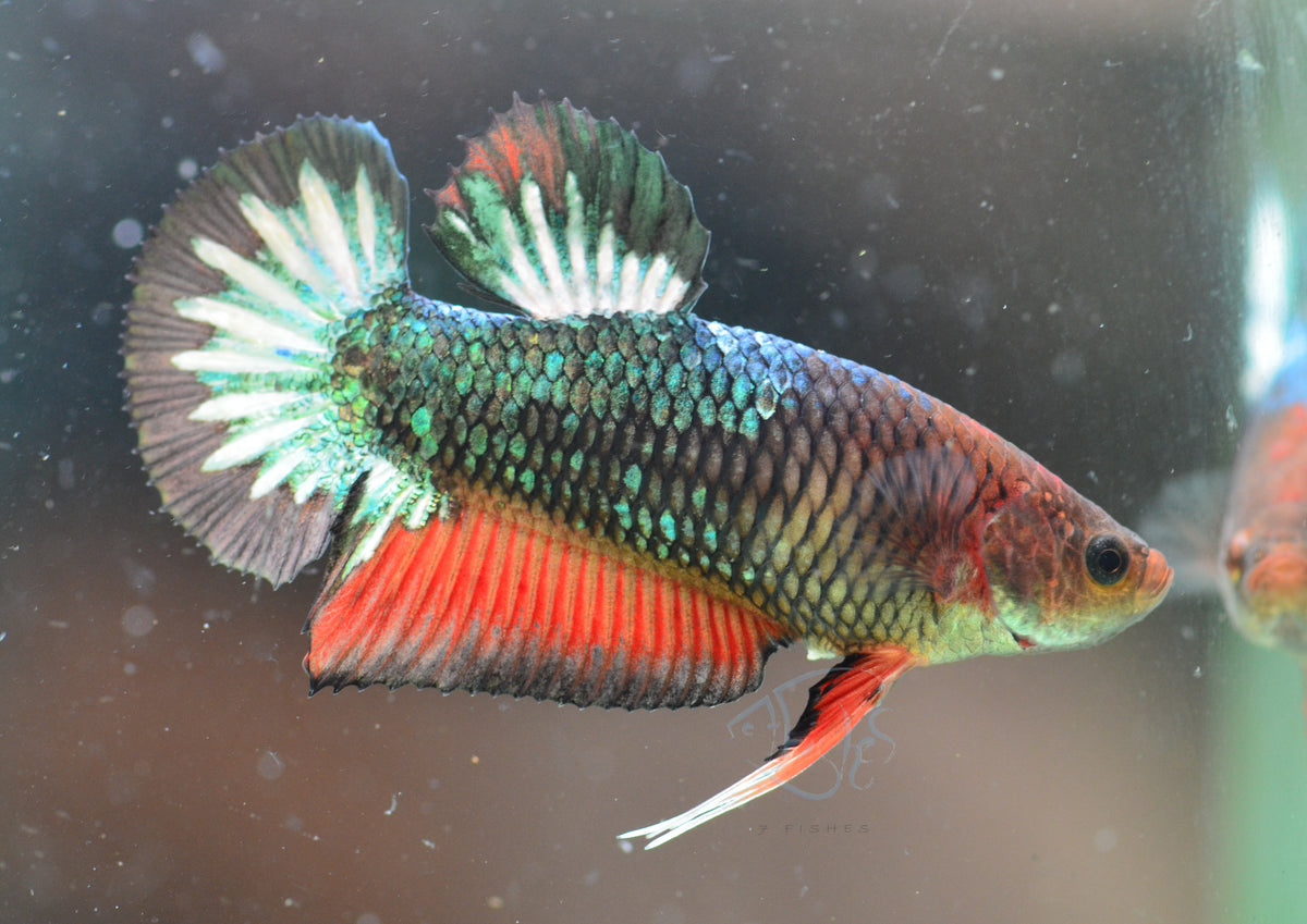 Copper Red HMPK Female