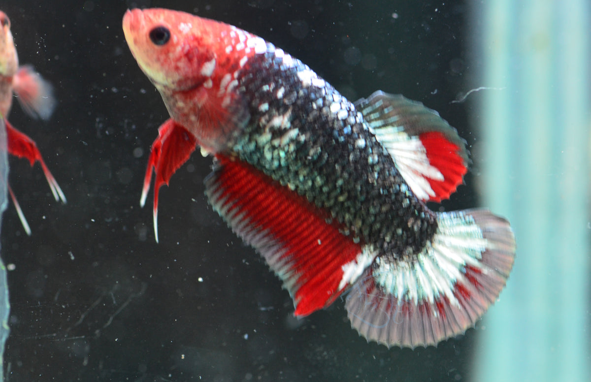 Copper Red HMPK Female