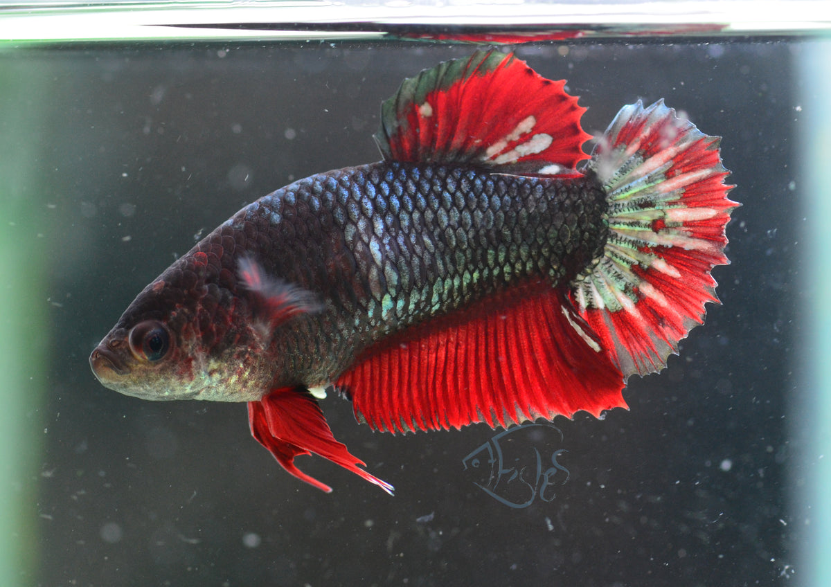 Copper Red HMPK Female