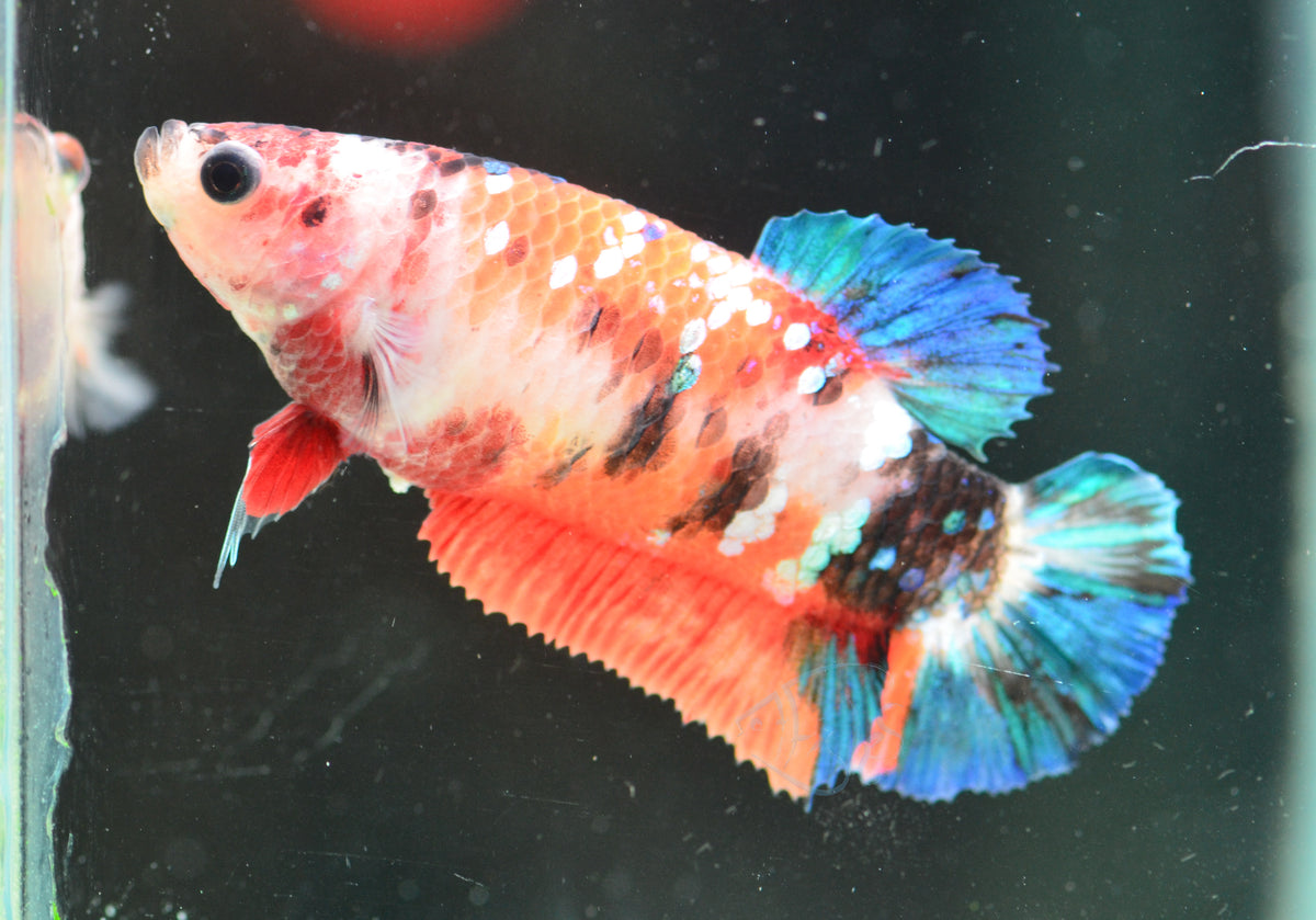 Nemo HMPK Female