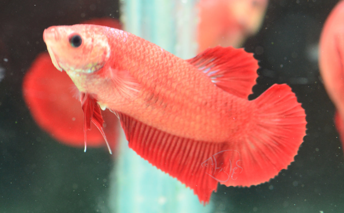 Red HMPK Female