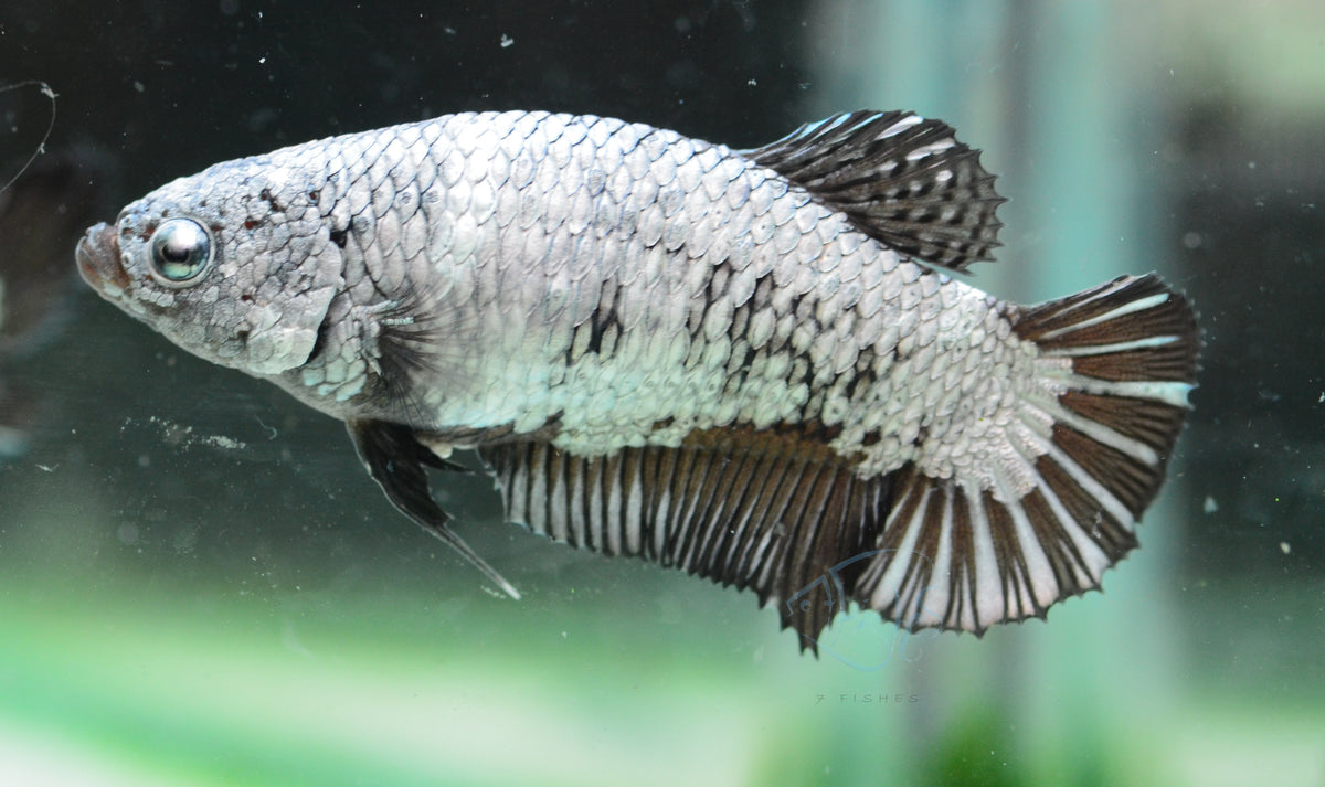 Black Dragon HMPK Female