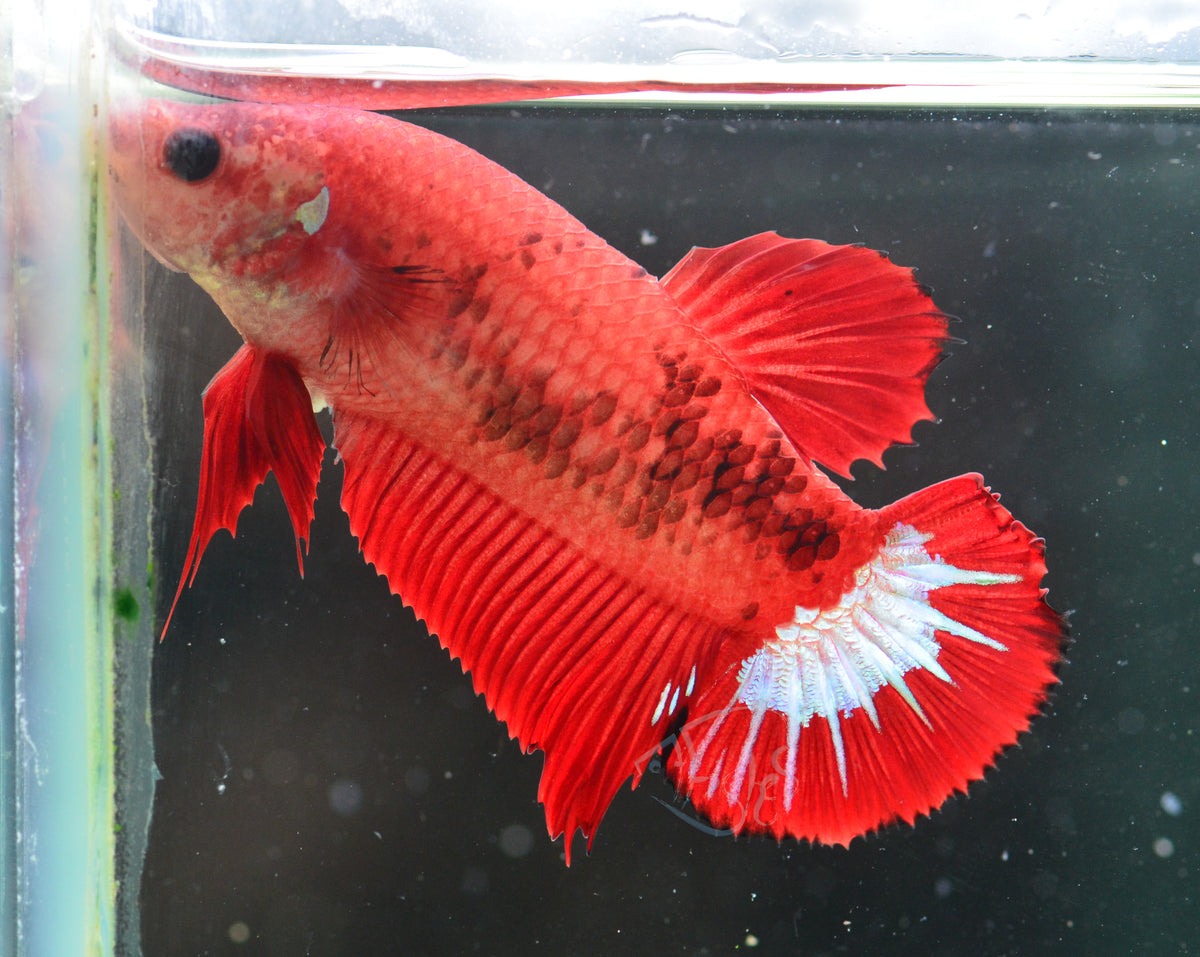 Red Marble HMPK Female