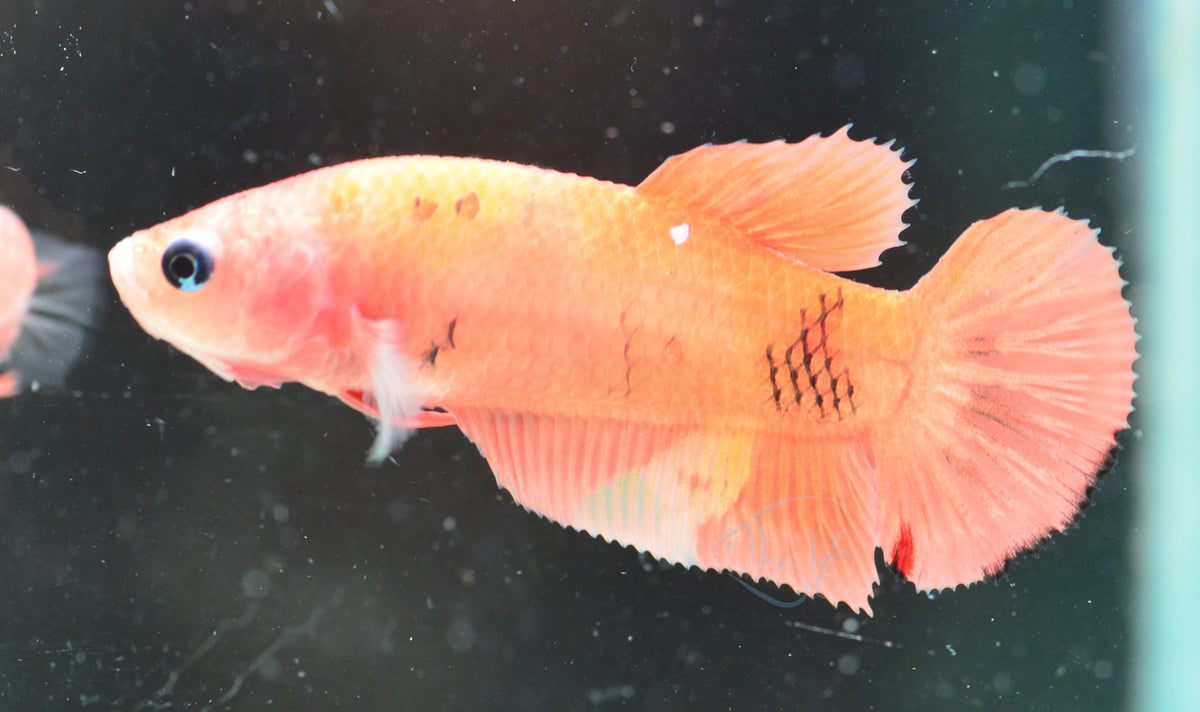 Orange Marble HMPK Female