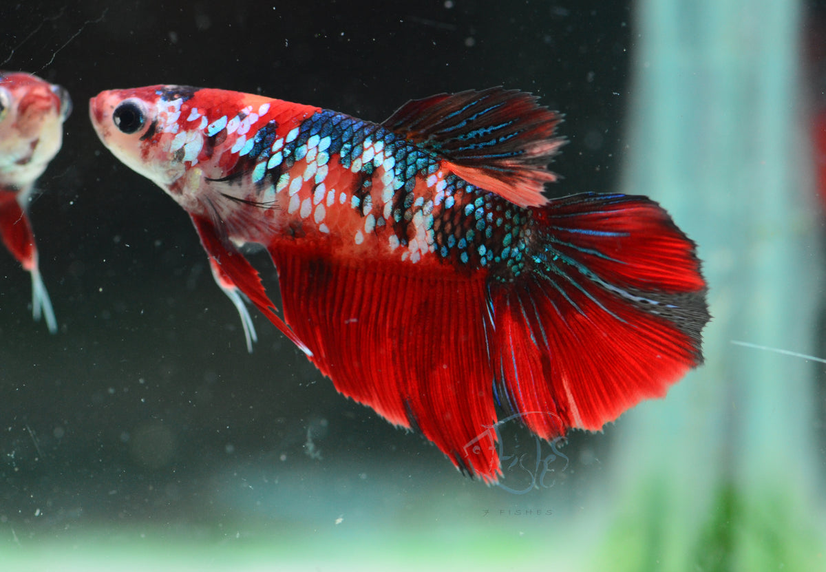 Red Koi Halfmoon Female