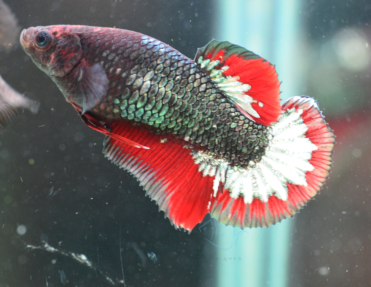Copper Red HMPK Female