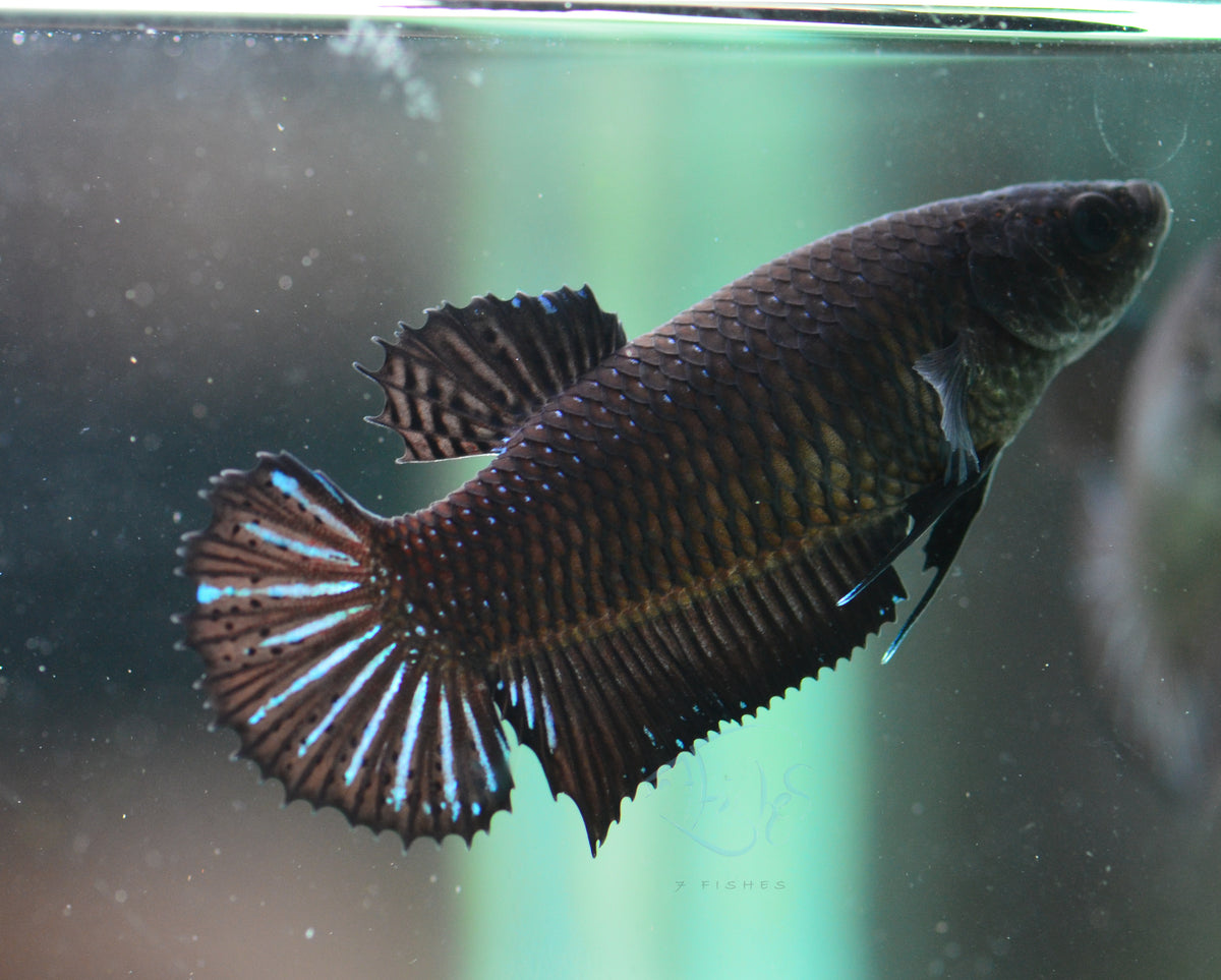 Black HMPK Female