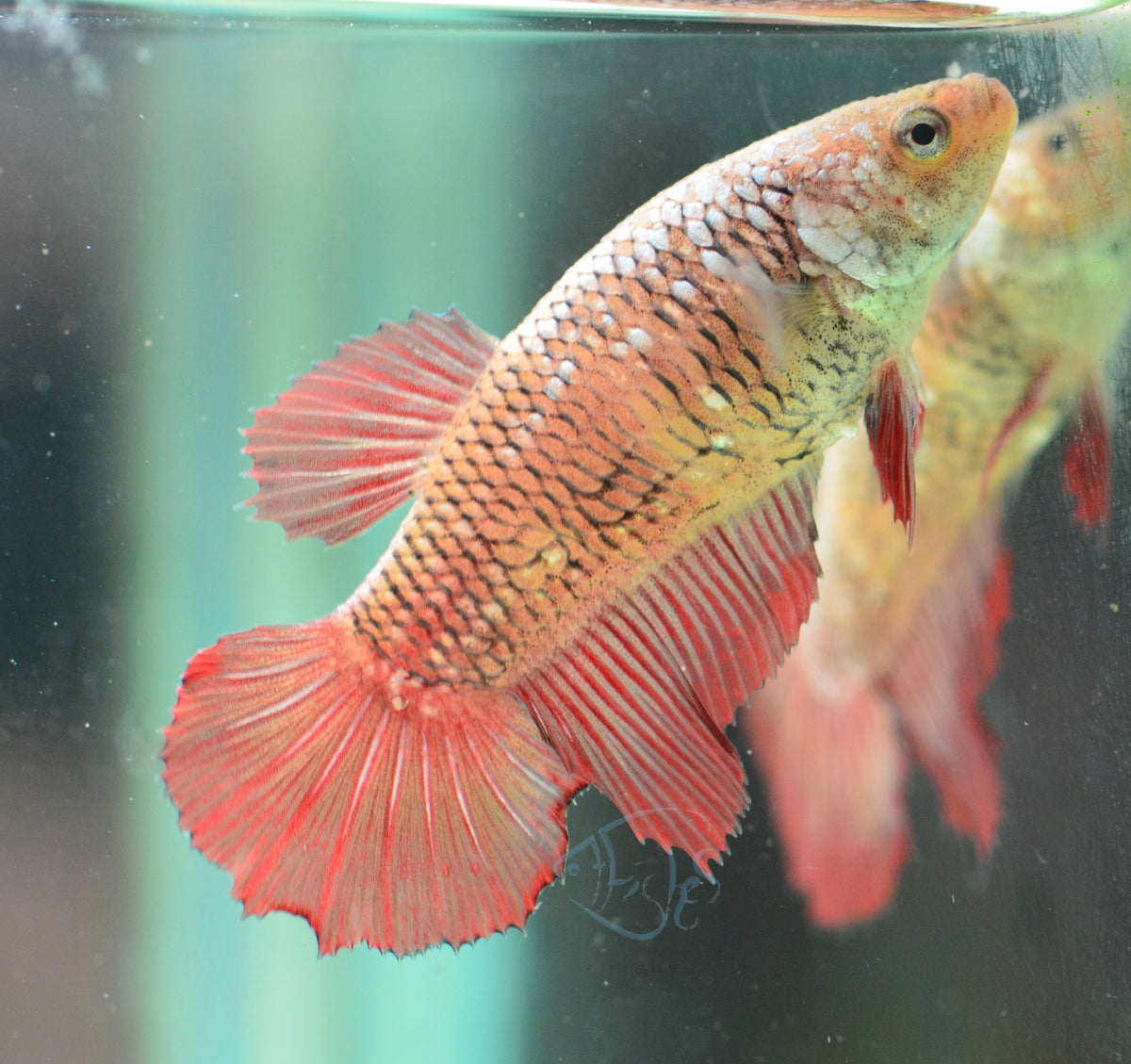 Red Pineapple HMPK Female