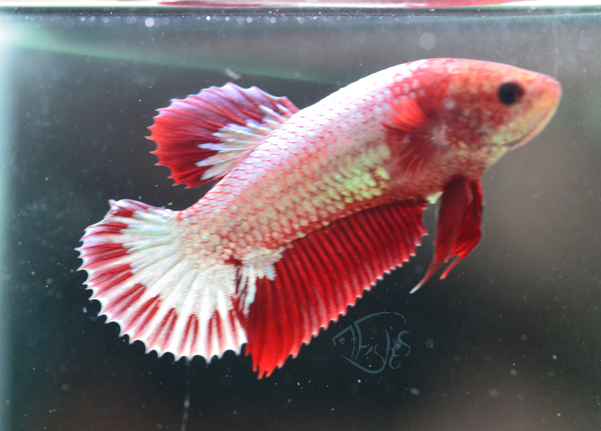 Red Fancy HMPK Female