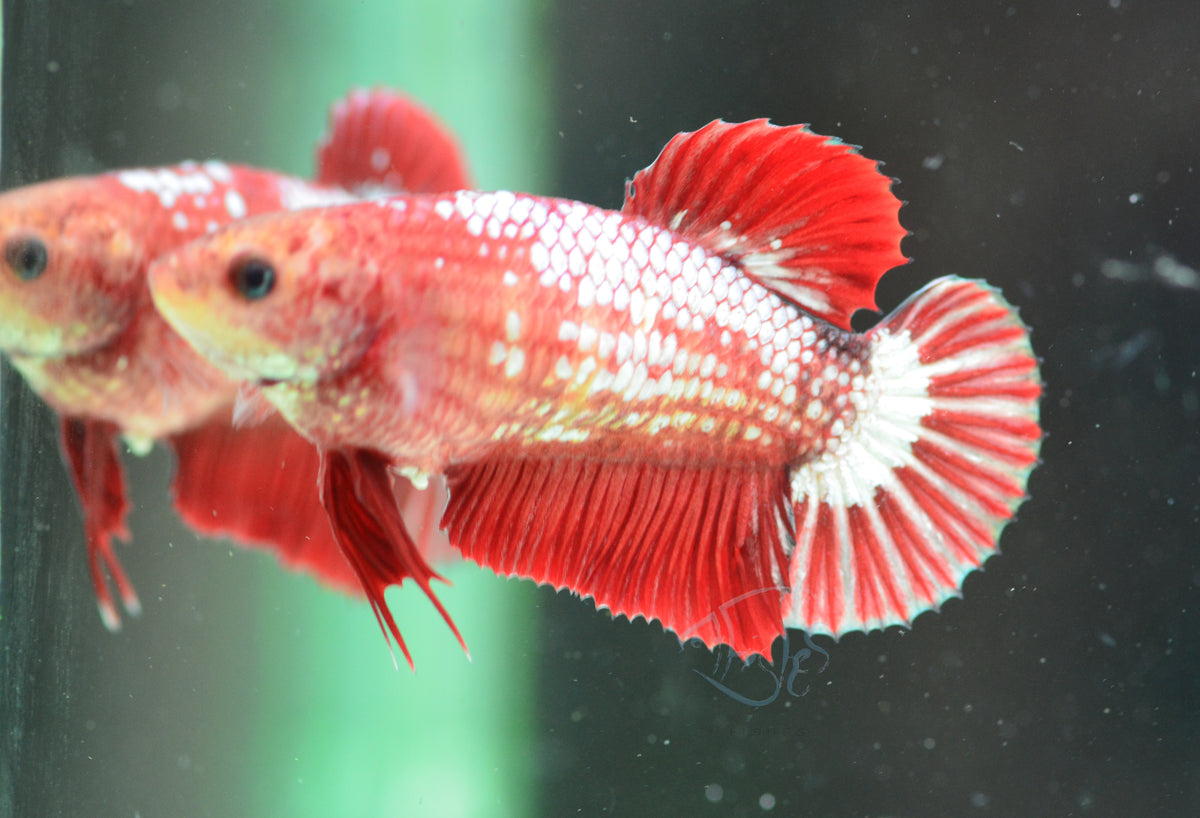 Red Fancy HMPK Female