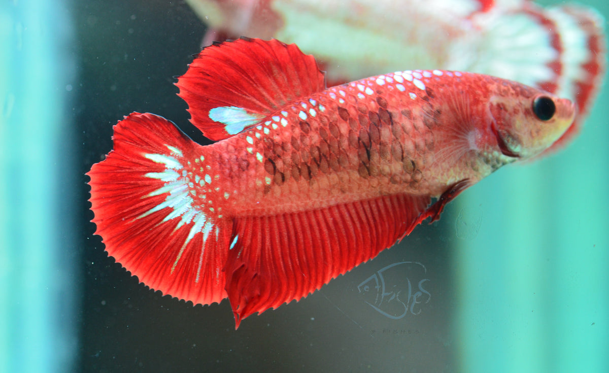 Red Fancy HMPK Female
