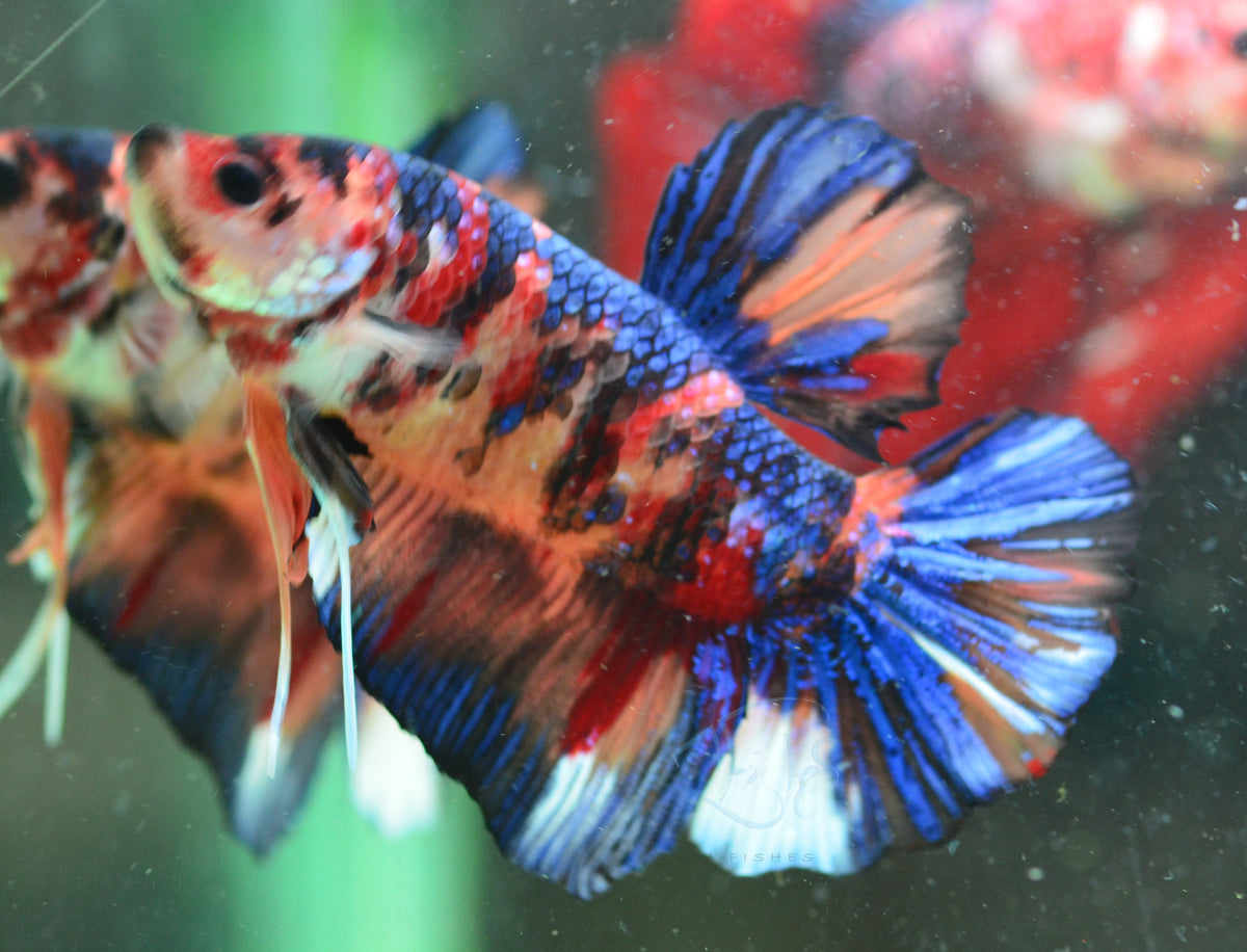 Giant Nemo HMPK Male